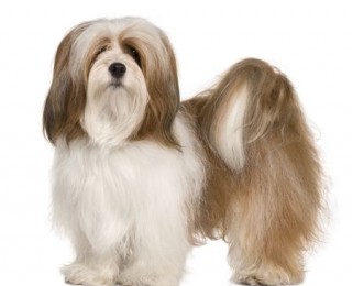 Lhasa Apso