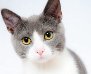 Caring for Cats in Cold Weather - Grey and White Cat Close Up