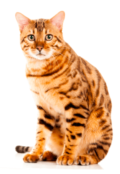 A well-behaved Spaniel cat sitting down