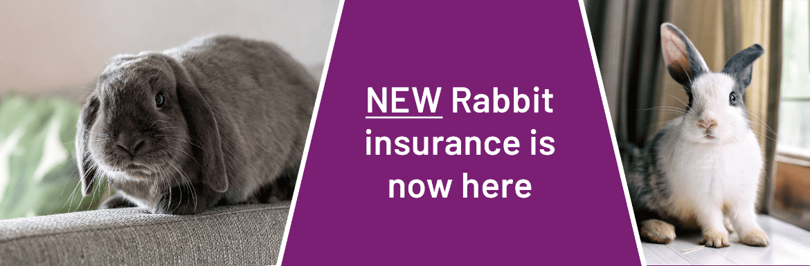Collage image that includes close-up images of rabbits along with the quote 'New Rabbit insurance is now here'